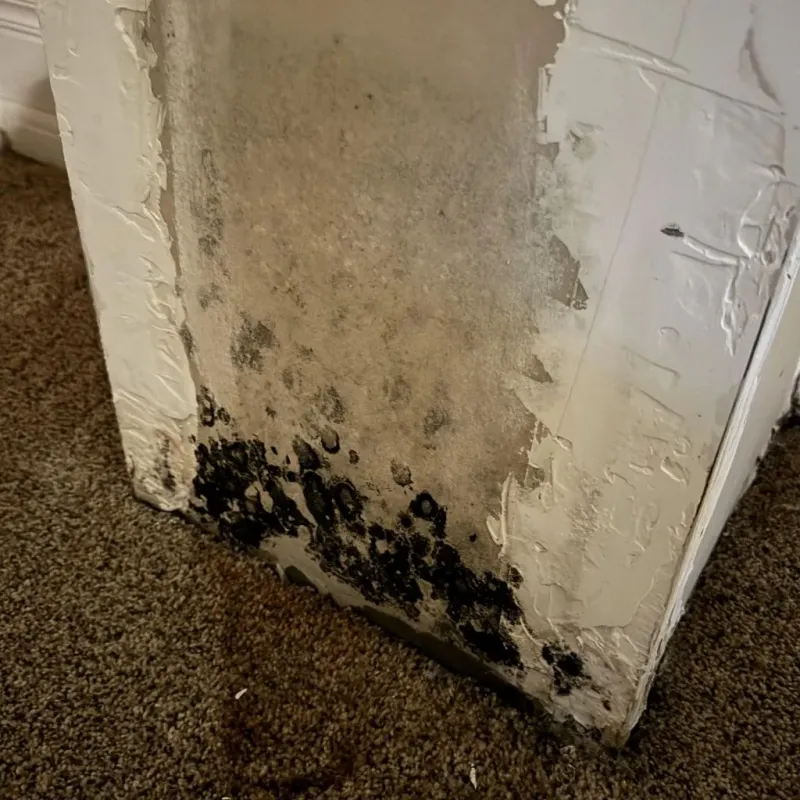 Professional Mold Removal in Alden, NY